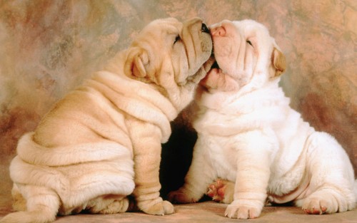 Cachorrinhos-Shar-Pei.jpg