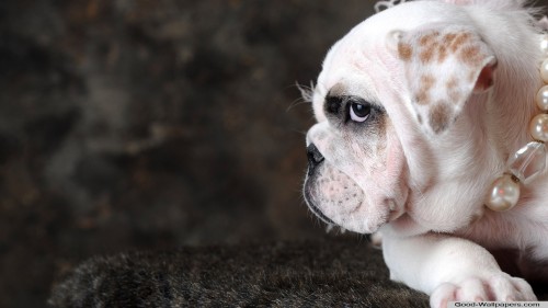 Cachorro-Bulldog.jpg