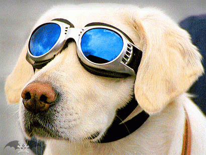 Cachorro-Piloto-de-Aviao.gif