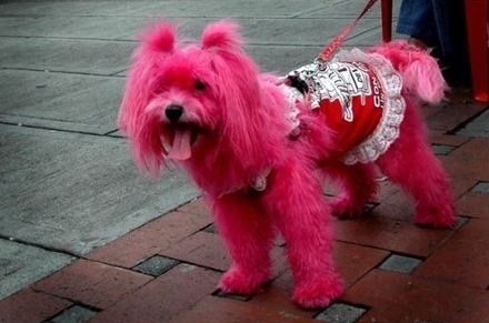 Cachorro-Rosa.jpg