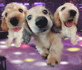 Cachorros-Dancando.gif