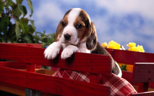 Filhote-de-Cachorro-Beagle.jpg