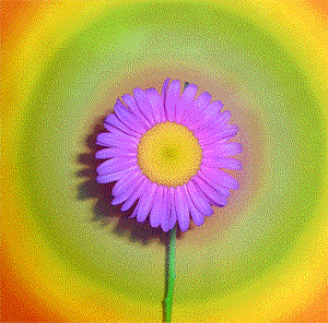 Flor-Multicolorida.gif