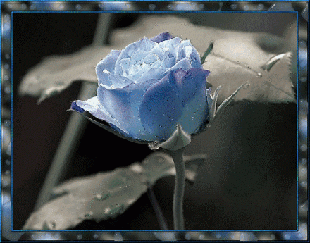 Flor-Rosa-Azul.gif