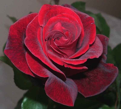 Flor-Rosa-Vermelha.jpg