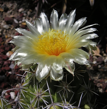 Flor-Transparente.jpg