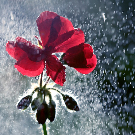 Flor-Vermelha-na-Chuva.jpg
