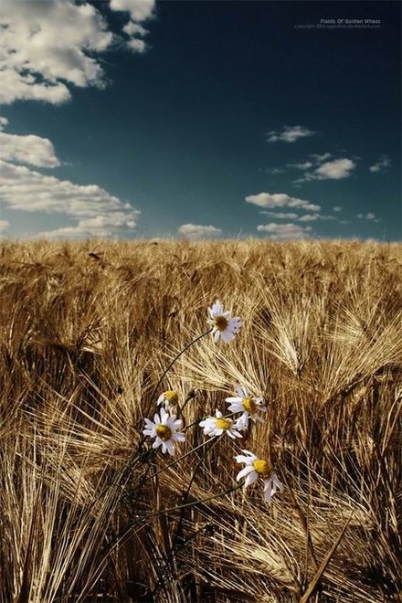 Flor-na-Fazenda.jpg