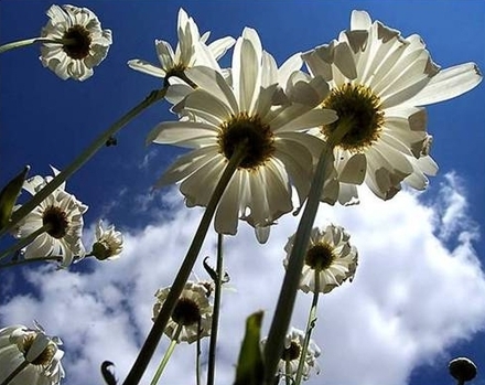 Flores-Brancas-nas-Nuvens.jpg