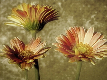 Flores-Margaridas.jpg