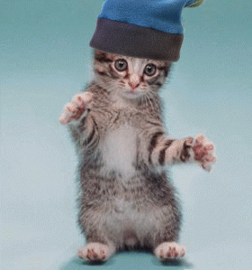 Gatinho-Dancando.gif