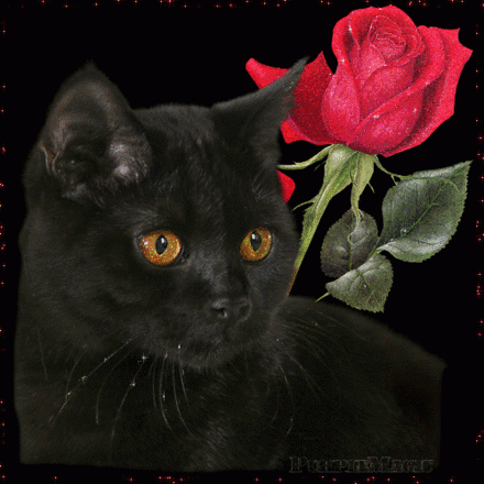 Gato-Preto-e-Rosa.gif