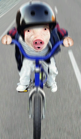 Porco-na-Bicicleta.gif