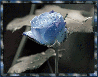 Quadro-de-Flor-Azul.gif
