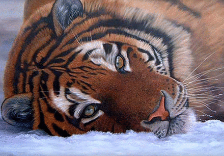 Tigre-na-Neve.gif