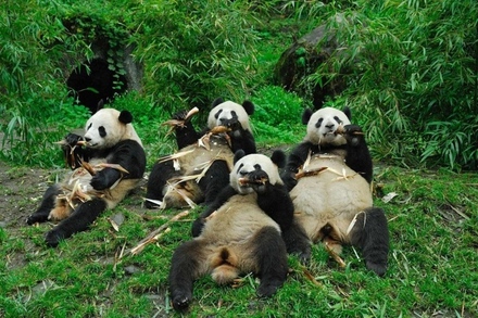 Ursos-Panda.jpg