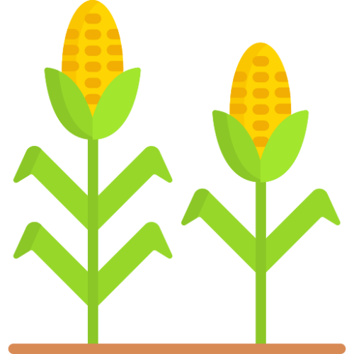 corn.png